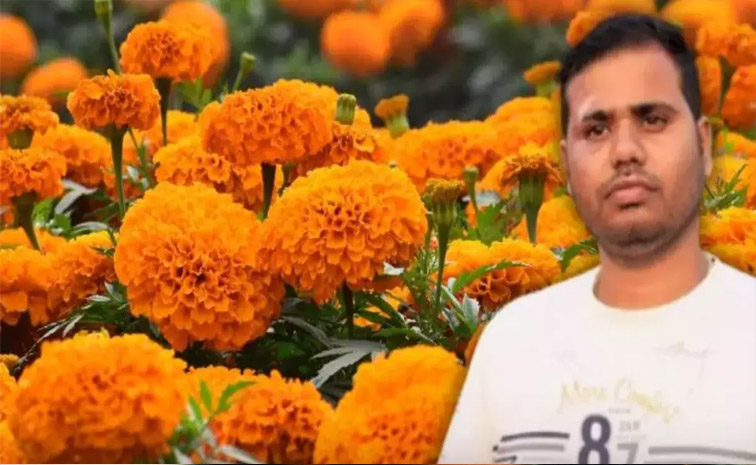 marigold-main.jpg
