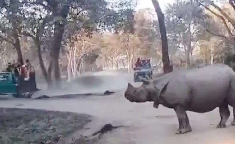 Rhino-In-Kaziranga.jpg