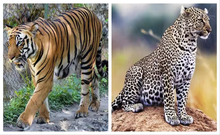 TIGERS.jpg