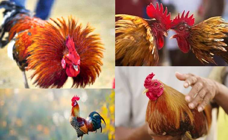 cock.jpg
