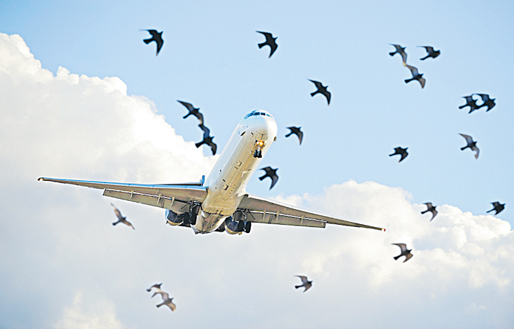 flight.jpg
