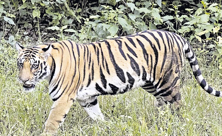 tiger-2.jpg