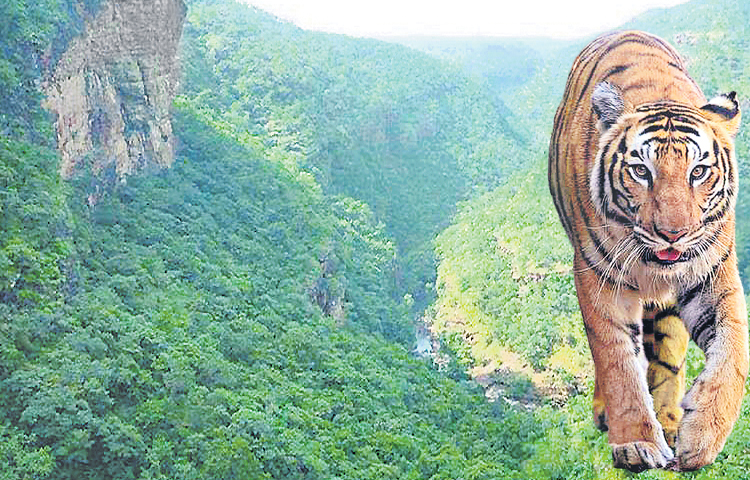tiger.jpg