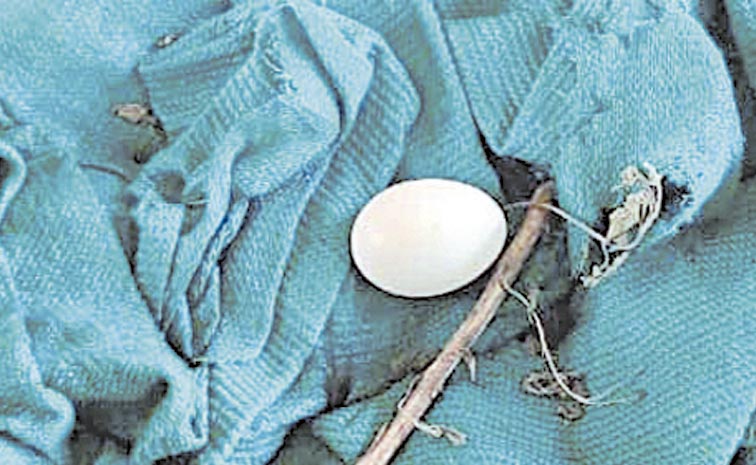 egg.jpg
