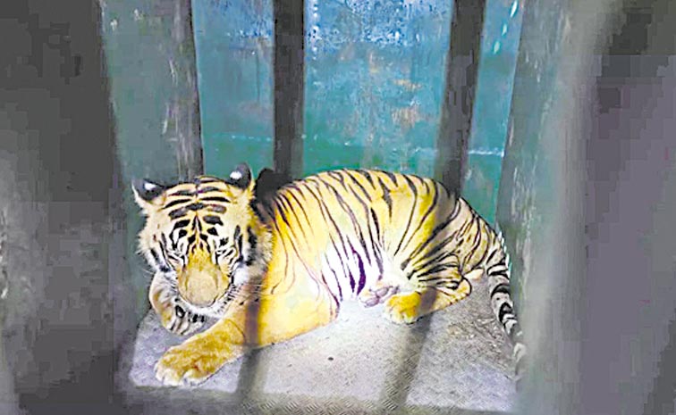tiger.jpg