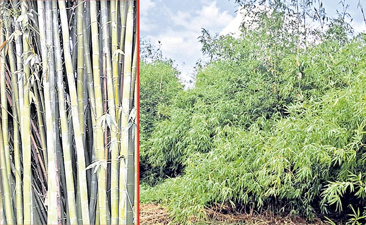 BAMBOO.jpg