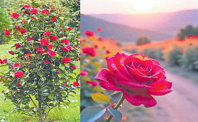 Roses.jpg