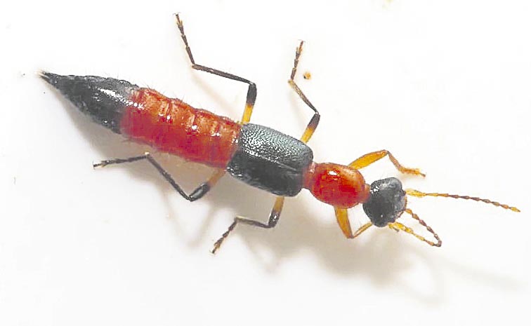 ACIT-FLYNA.jpg