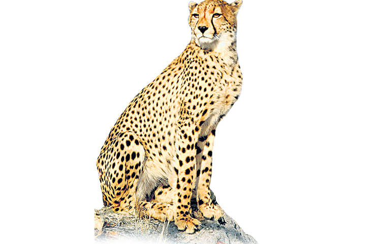 cheeta.jpg