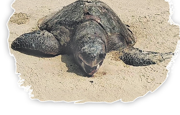 turtles.jpg