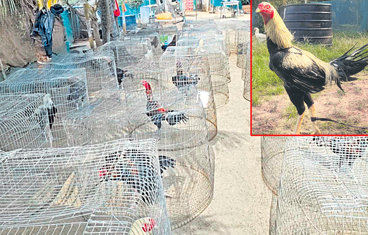cocks.jpg