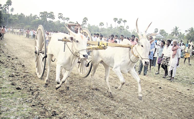 Bull-Race_2C.jpg