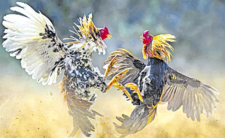 COCK-FIGHT.jpg