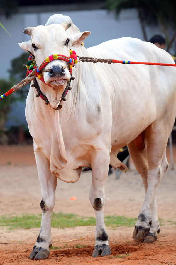 Sankranti11.jpg 11