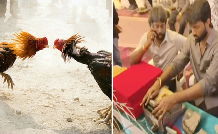 cookfight3.jpg