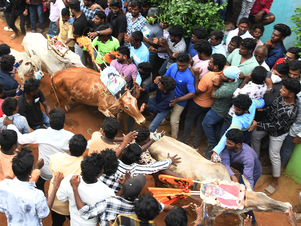 Jallikattu_20Celebrations_20In_20Tirupati_20District_20_2815_29.png 10