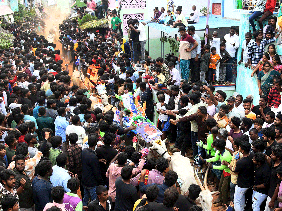 Jallikattu_20Celebrations_20In_20Tirupati_20District_20_2816_29.png 11