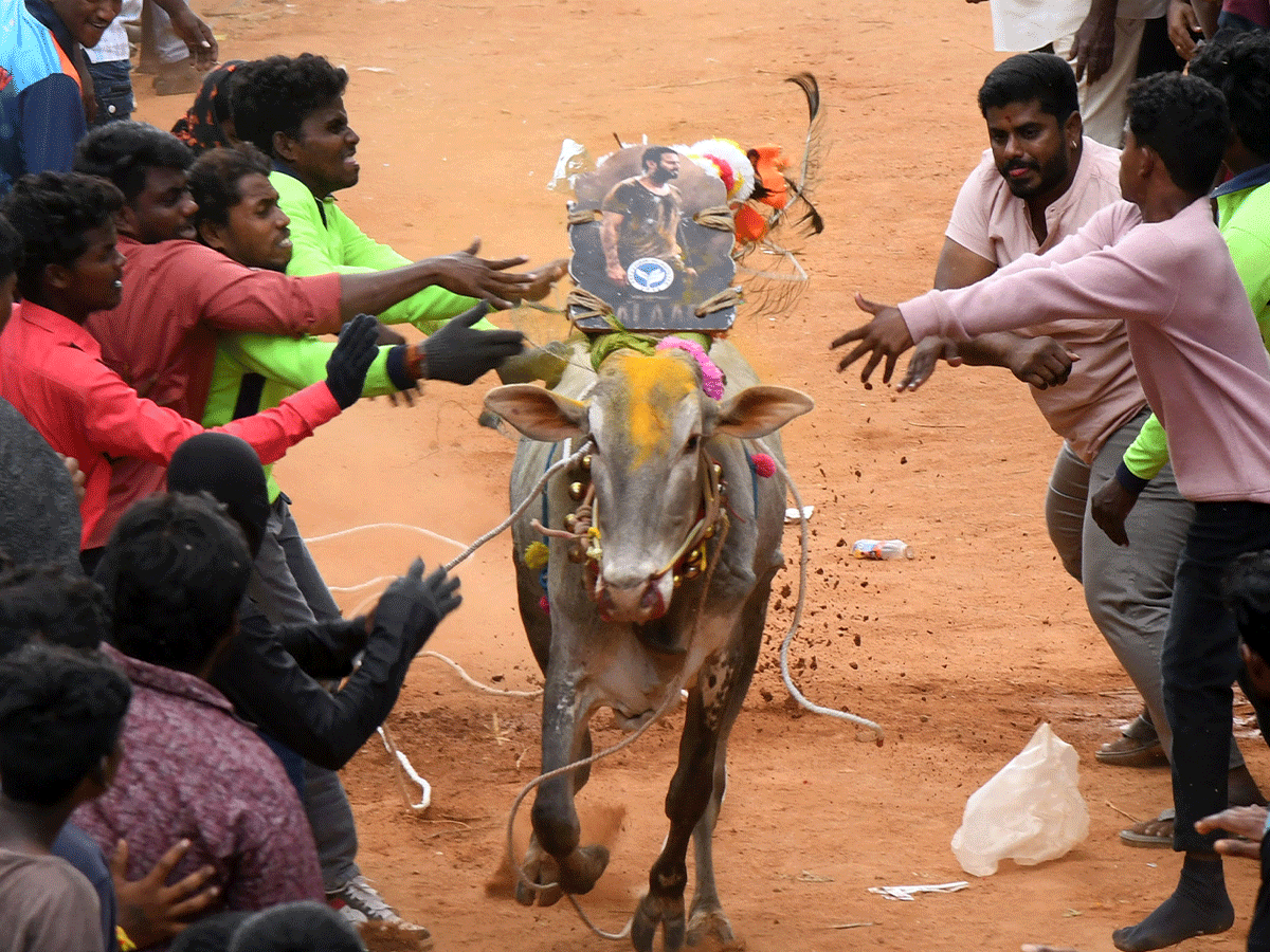 Jallikattu_20Celebrations_20In_20Tirupati_20District_20_2822_29.png 2