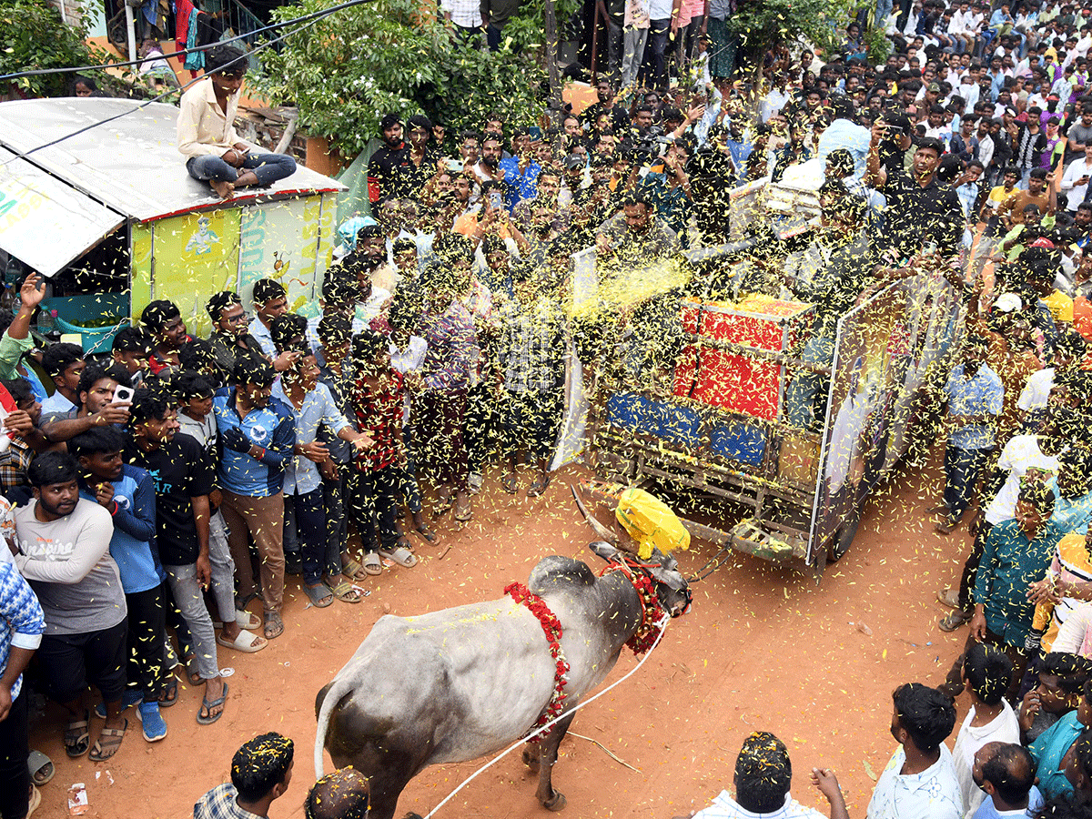 Jallikattu_20Celebrations_20In_20Tirupati_20District_20_2824_29.png 24