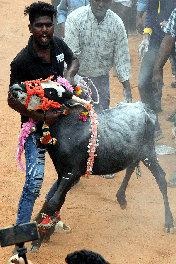 Jallikattu_20Celebrations_20In_20Tirupati_20District_20_284_29.png 15