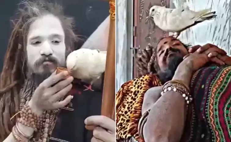 kabutar-main.jpg