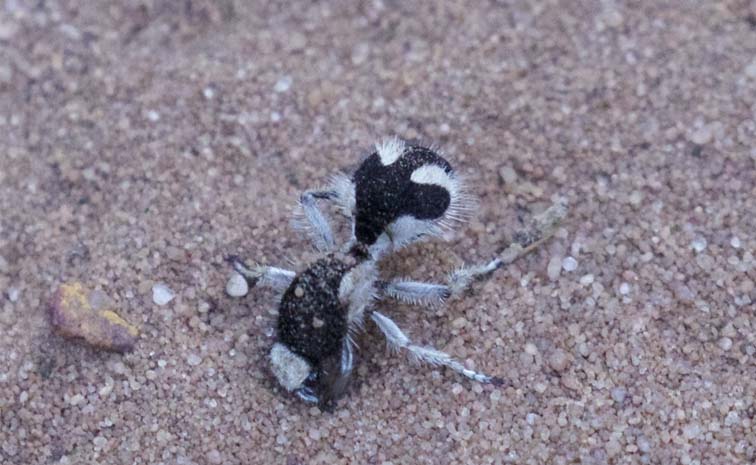 Ant.jpg