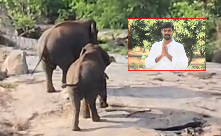 Elephant_Attack.jpg