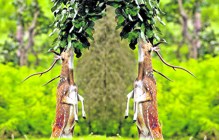 deer.jpg