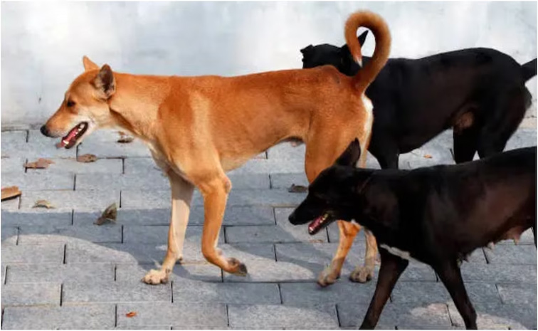 dog.jpg
