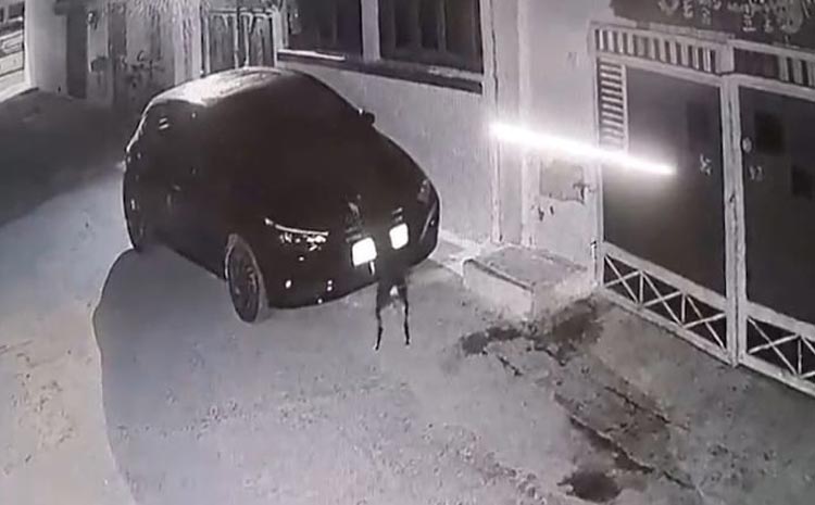 Dog_revenge_car.jpg