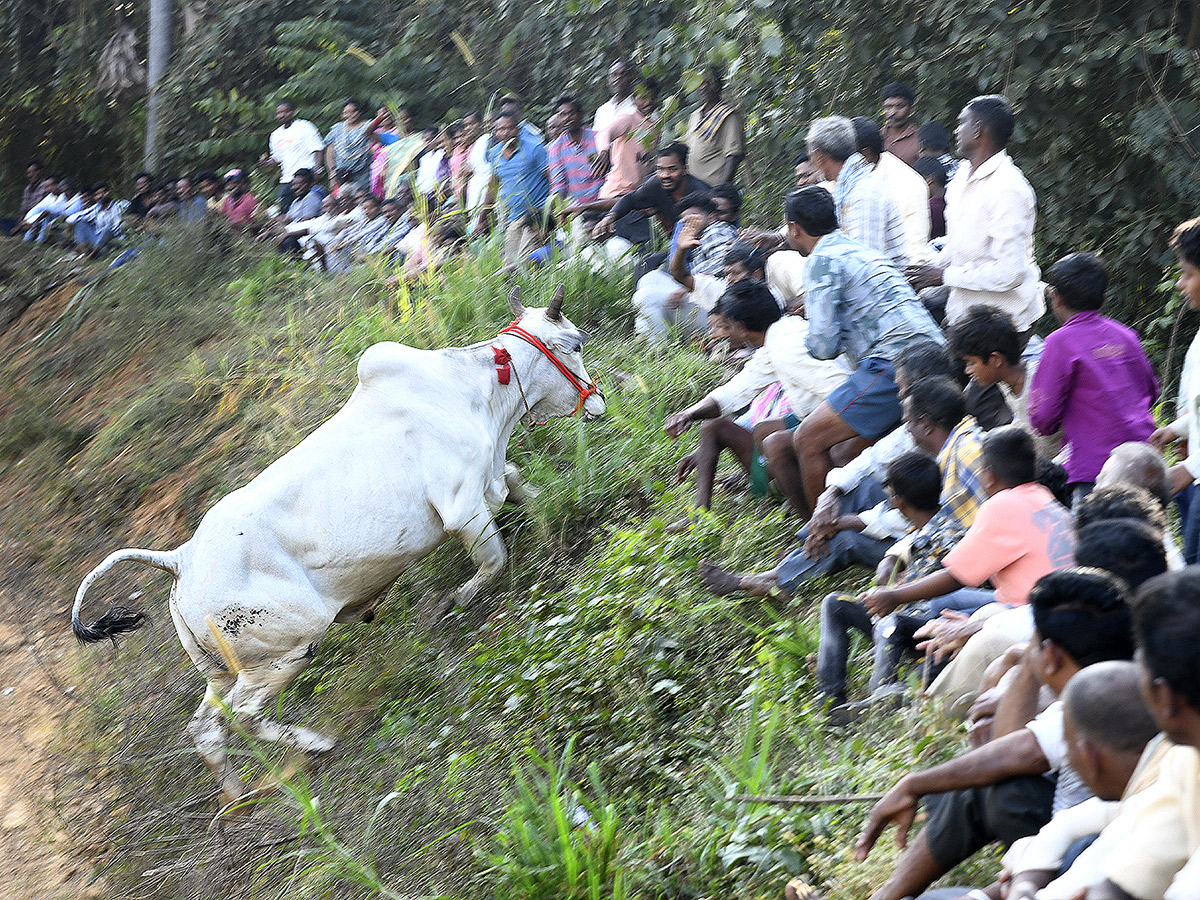 Bull_20Race_20in_20Chowduvada_20village_20Anakapalle_20district__20_2812_29.jpg 12