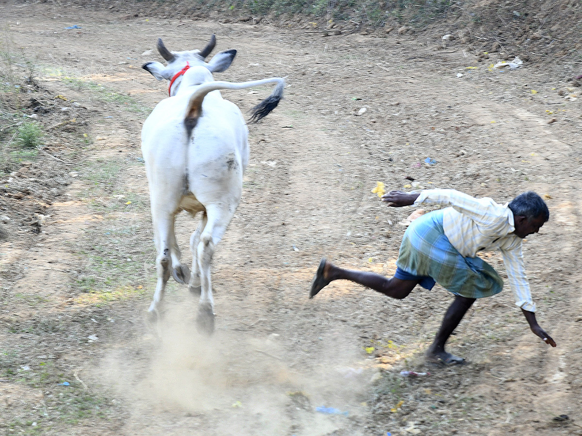 Bull_20Race_20in_20Chowduvada_20village_20Anakapalle_20district__20_2813_29.jpg 13