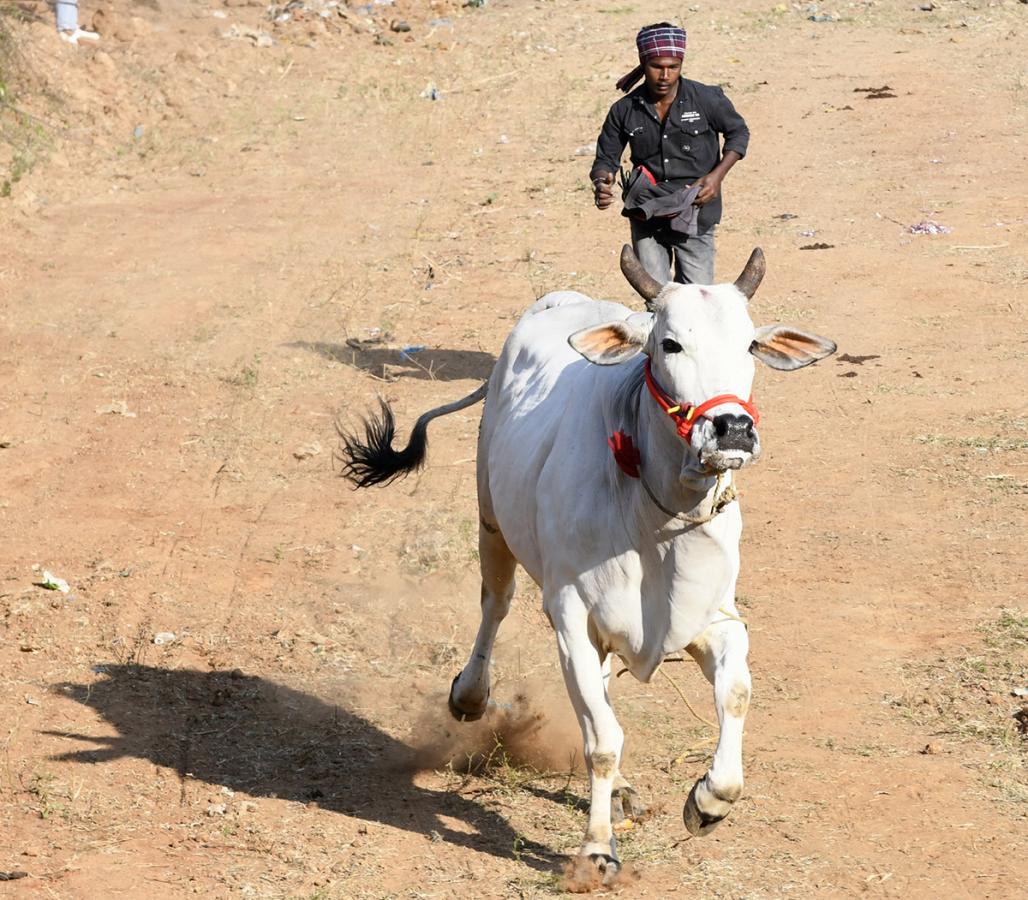 Bull_20Race_20in_20Chowduvada_20village_20Anakapalle_20district__20_2814_29.jpg 14