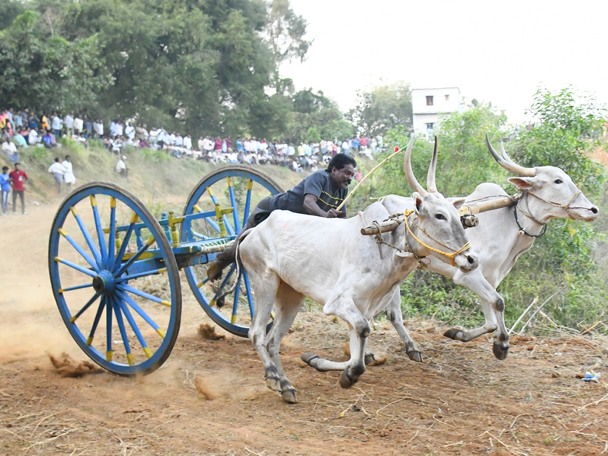 Bull_20Race_20in_20Chowduvada_20village_20Anakapalle_20district__20_281_29.jpg 1
