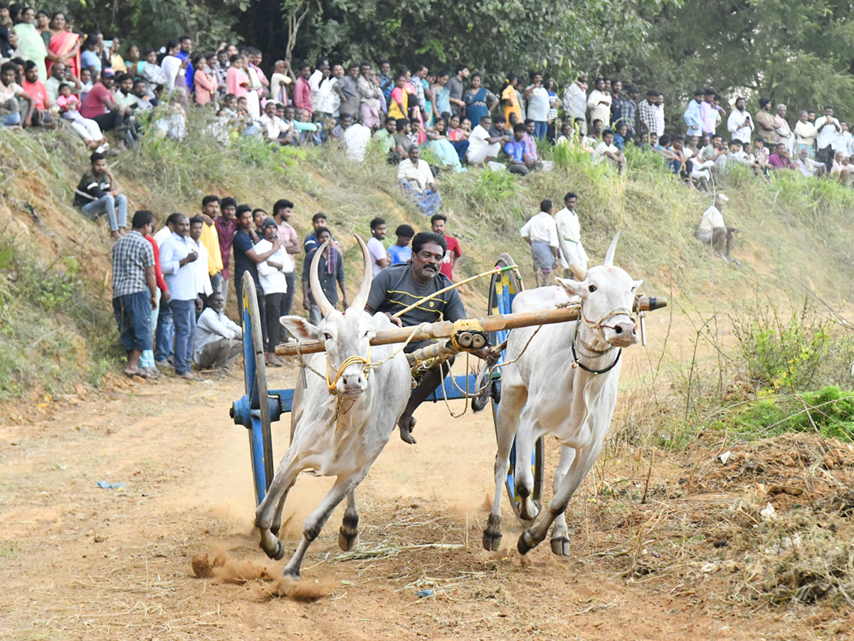 Bull_20Race_20in_20Chowduvada_20village_20Anakapalle_20district__20_282_29.jpg 2