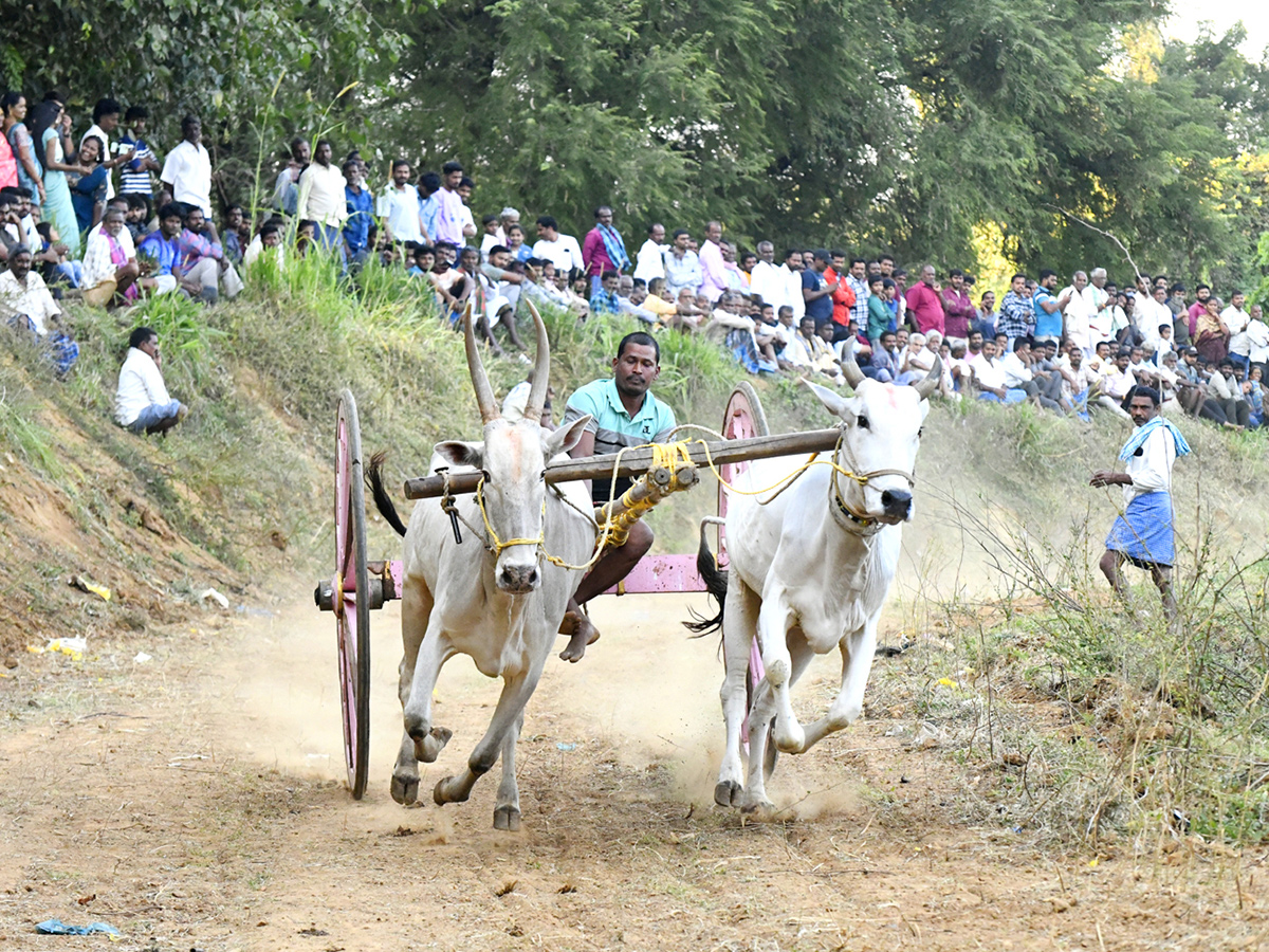 Bull_20Race_20in_20Chowduvada_20village_20Anakapalle_20district__20_283_29.jpg 3