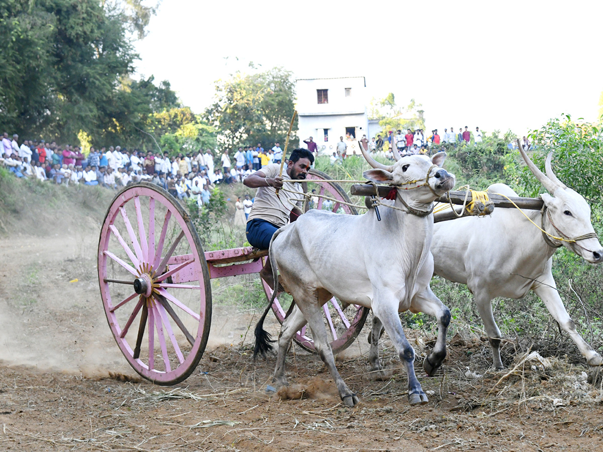 Bull_20Race_20in_20Chowduvada_20village_20Anakapalle_20district__20_284_29.jpg 4