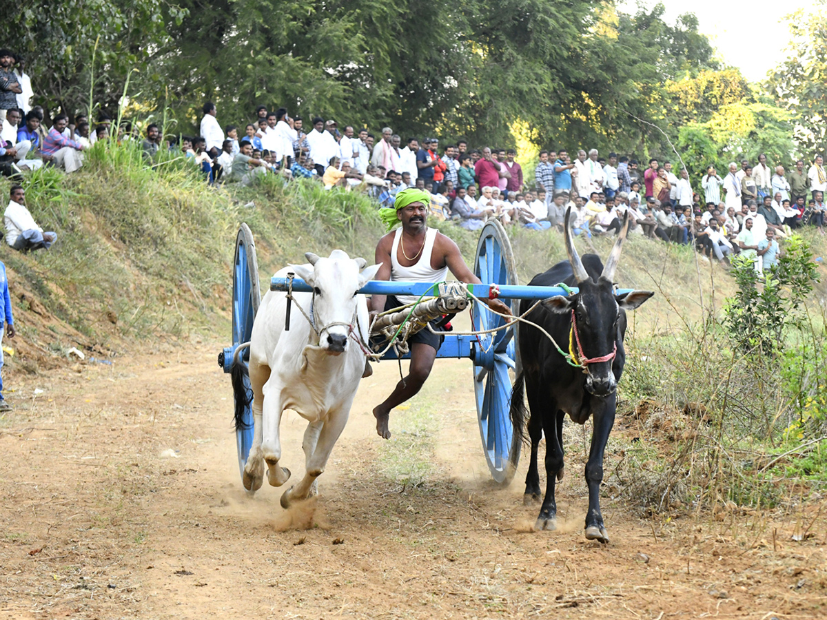Bull_20Race_20in_20Chowduvada_20village_20Anakapalle_20district__20_285_29.jpg 5