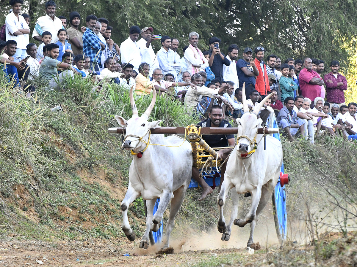 Bull_20Race_20in_20Chowduvada_20village_20Anakapalle_20district__20_286_29.jpg 6