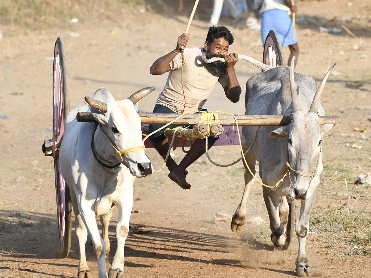Bull_20Race_20in_20Chowduvada_20village_20Anakapalle_20district__20_287_29.jpg 7