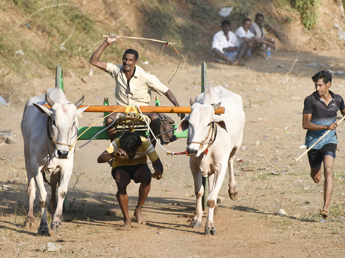Bull_20Race_20in_20Chowduvada_20village_20Anakapalle_20district__20_288_29.jpg 8