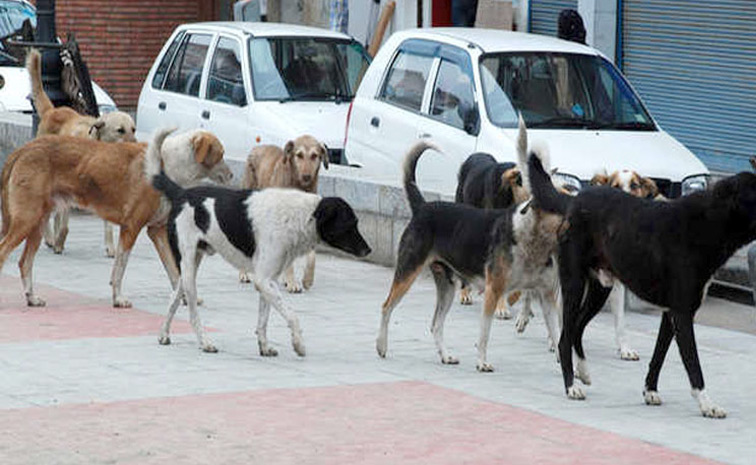 Dogsgroup1.jpg