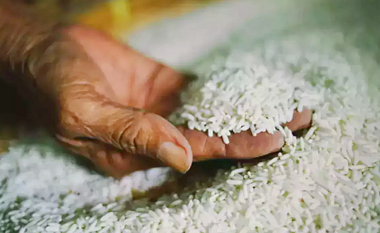 Rice1.jpg
