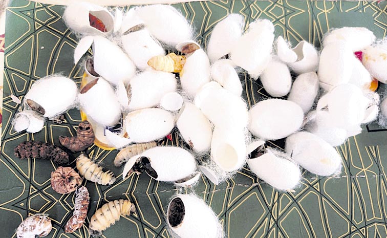silkworm-nests.jpg