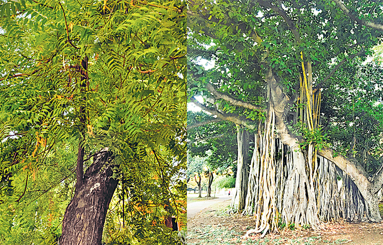tree.jpg