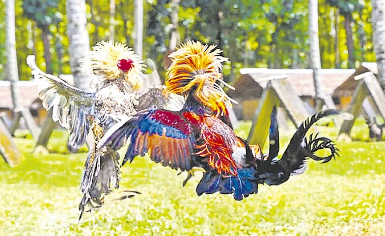 U.S-cockfighting-_281_29.jpg