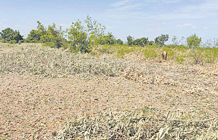 forst_20land.jpg