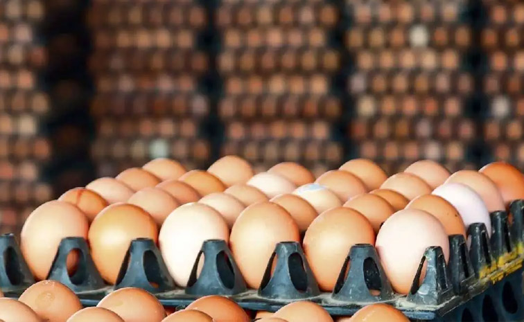 egg-main.jpg