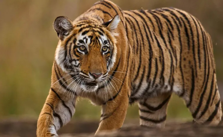 tiger.jpg
