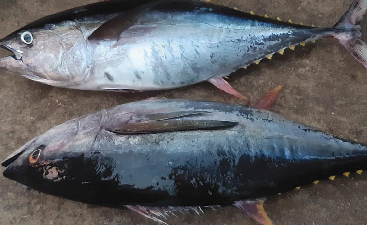 tuna-fish.jpg